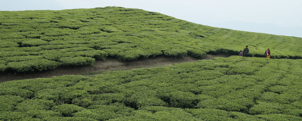 greenery of tea garden of suryodaya muncipality